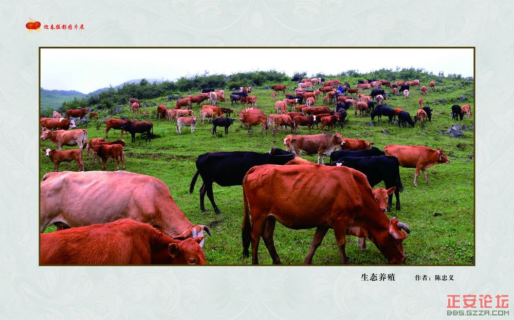 迎春摄影图片展插图14