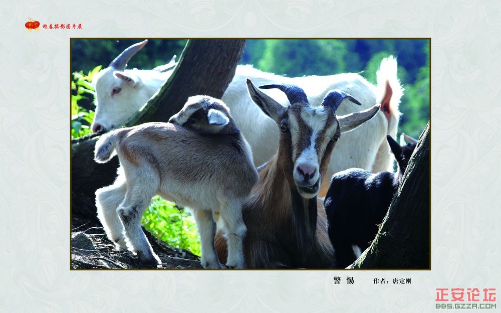 迎春摄影图片展插图15