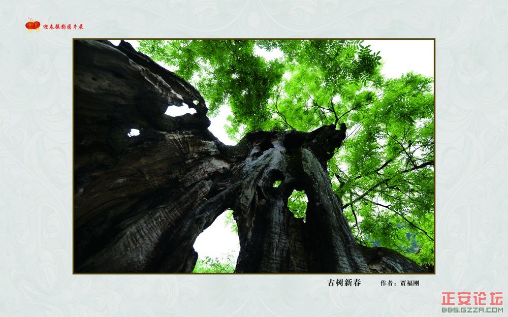 迎春摄影图片展插图26
