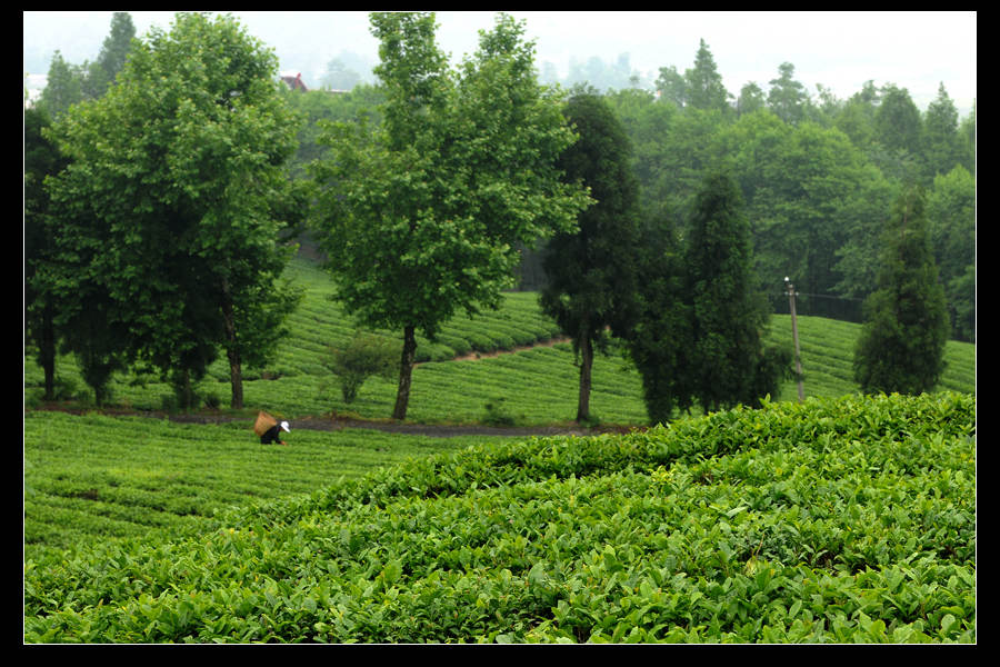 青山采不尽 茶香飘万里——桴焉茶场插图1
