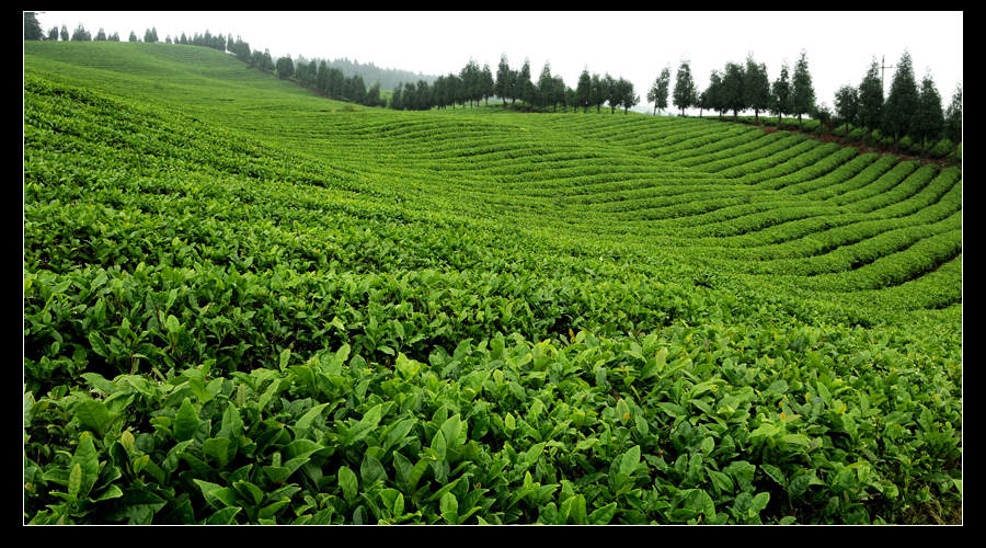 青山采不尽 茶香飘万里——桴焉茶场插图2
