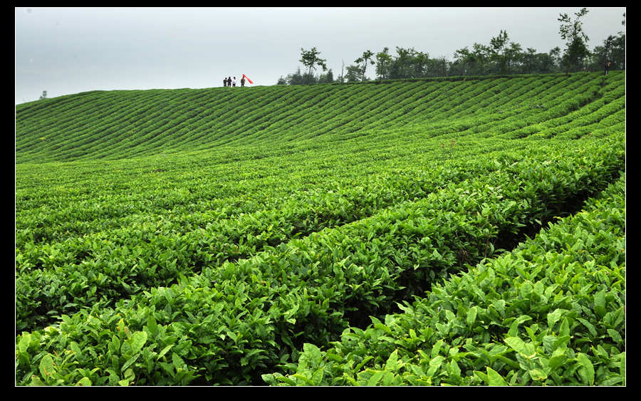 青山采不尽 茶香飘万里——桴焉茶场插图3