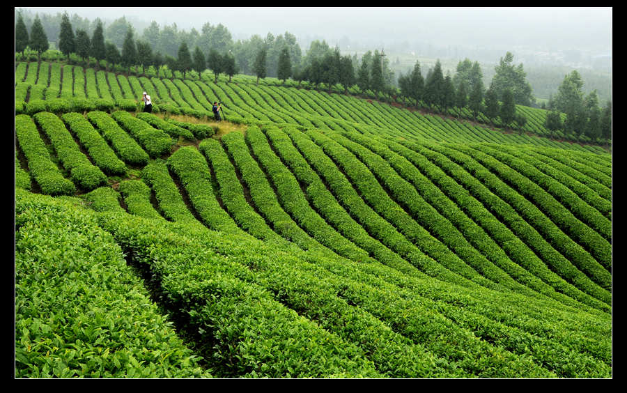 青山采不尽 茶香飘万里——桴焉茶场插图4