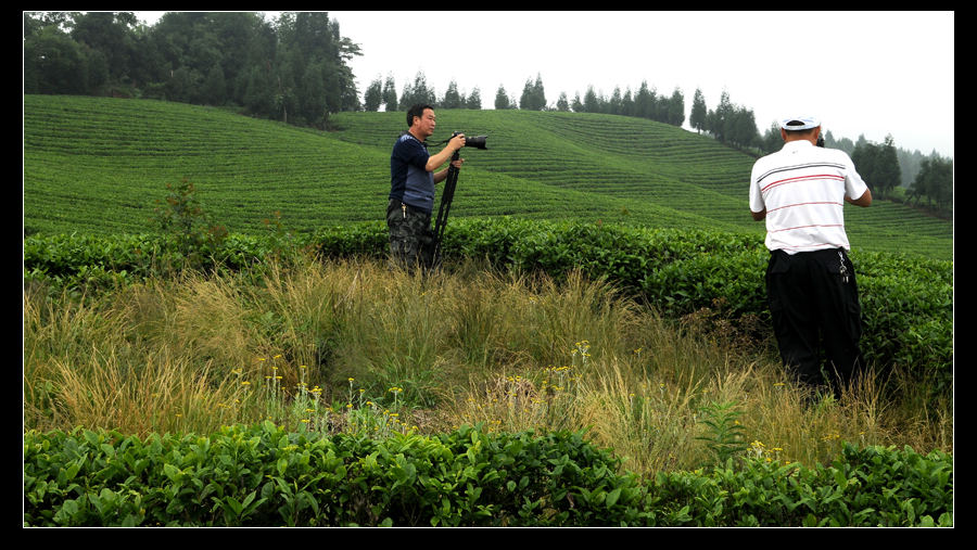青山采不尽 茶香飘万里——桴焉茶场插图5