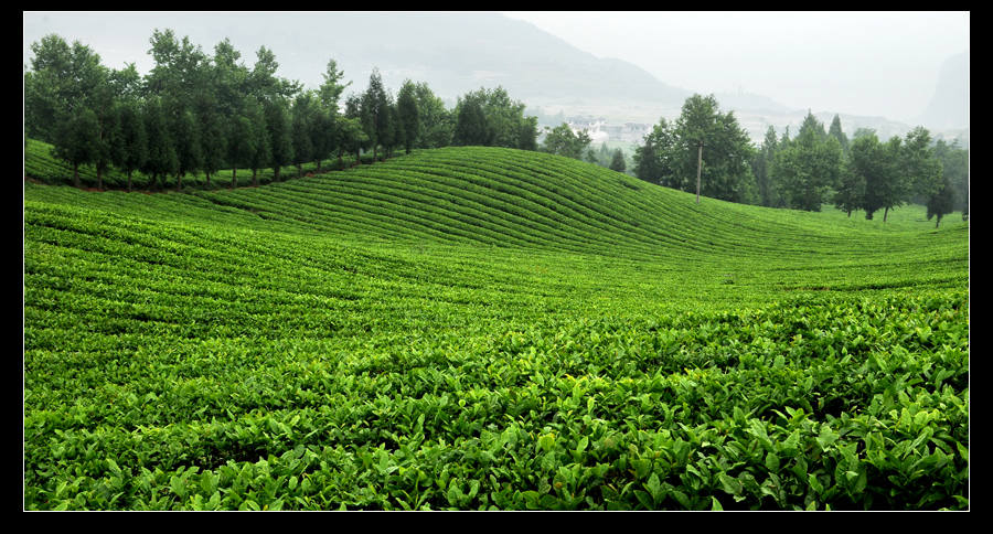 青山采不尽 茶香飘万里——桴焉茶场插图6