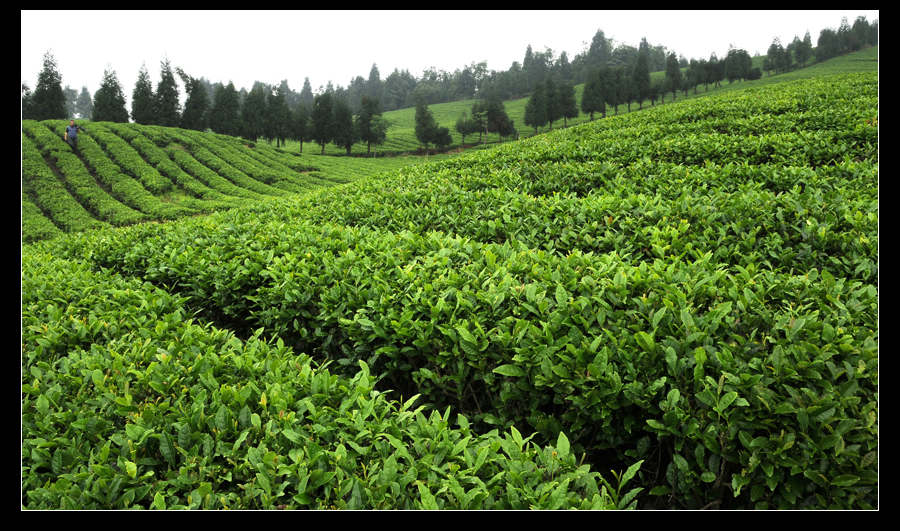 青山采不尽 茶香飘万里——桴焉茶场插图7