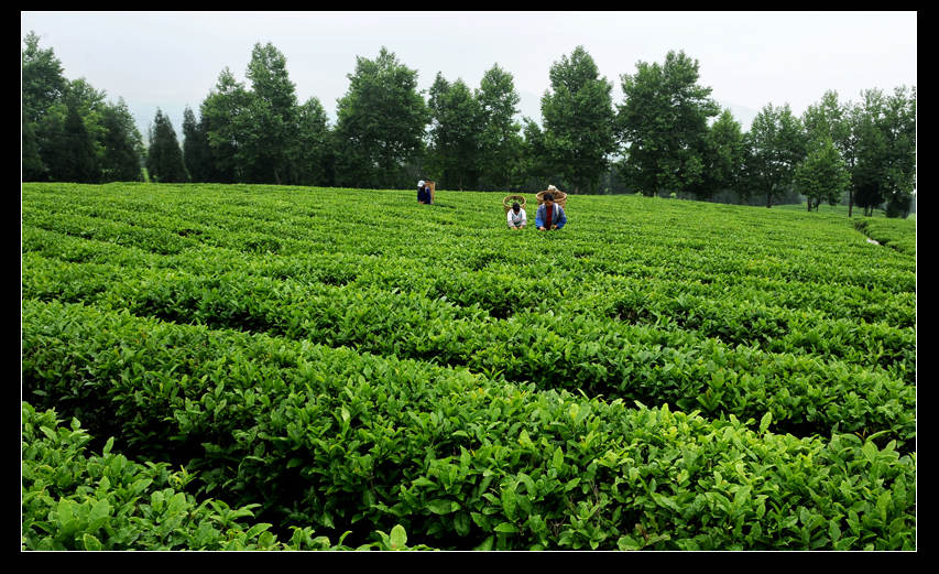 青山采不尽 茶香飘万里——桴焉茶场插图8