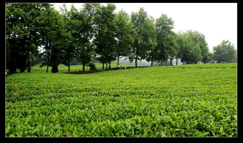 青山采不尽 茶香飘万里——桴焉茶场插图9