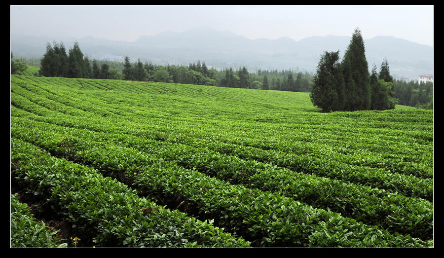 青山采不尽 茶香飘万里——桴焉茶场插图11