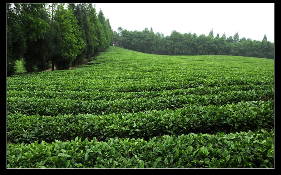 青山采不尽 茶香飘万里——桴焉茶场插图12