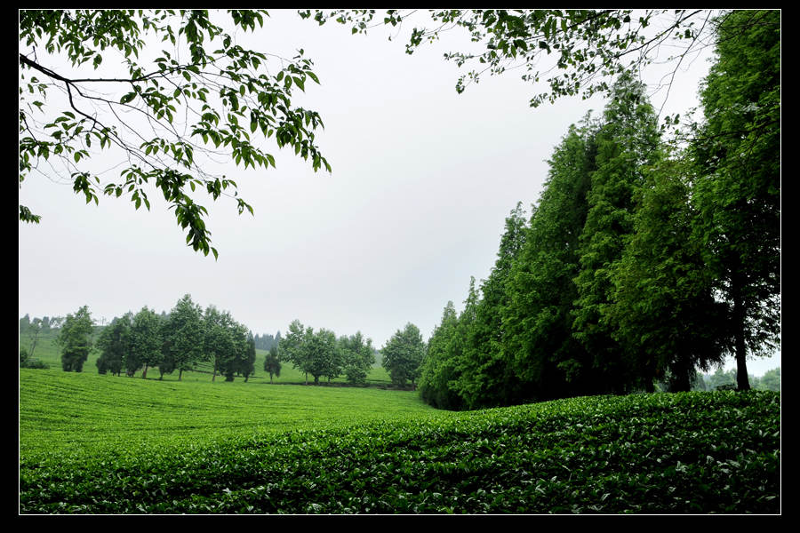 青山采不尽 茶香飘万里——桴焉茶场插图13