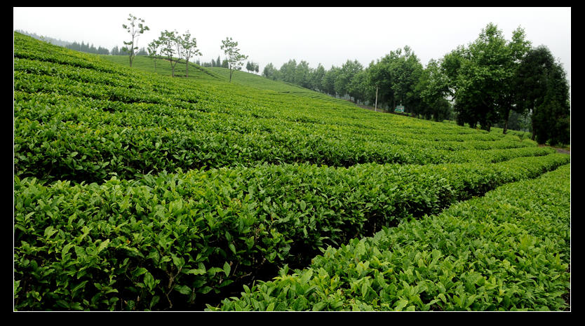 青山采不尽 茶香飘万里——桴焉茶场插图15
