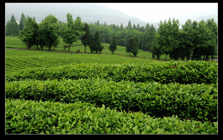 青山采不尽 茶香飘万里——桴焉茶场插图16