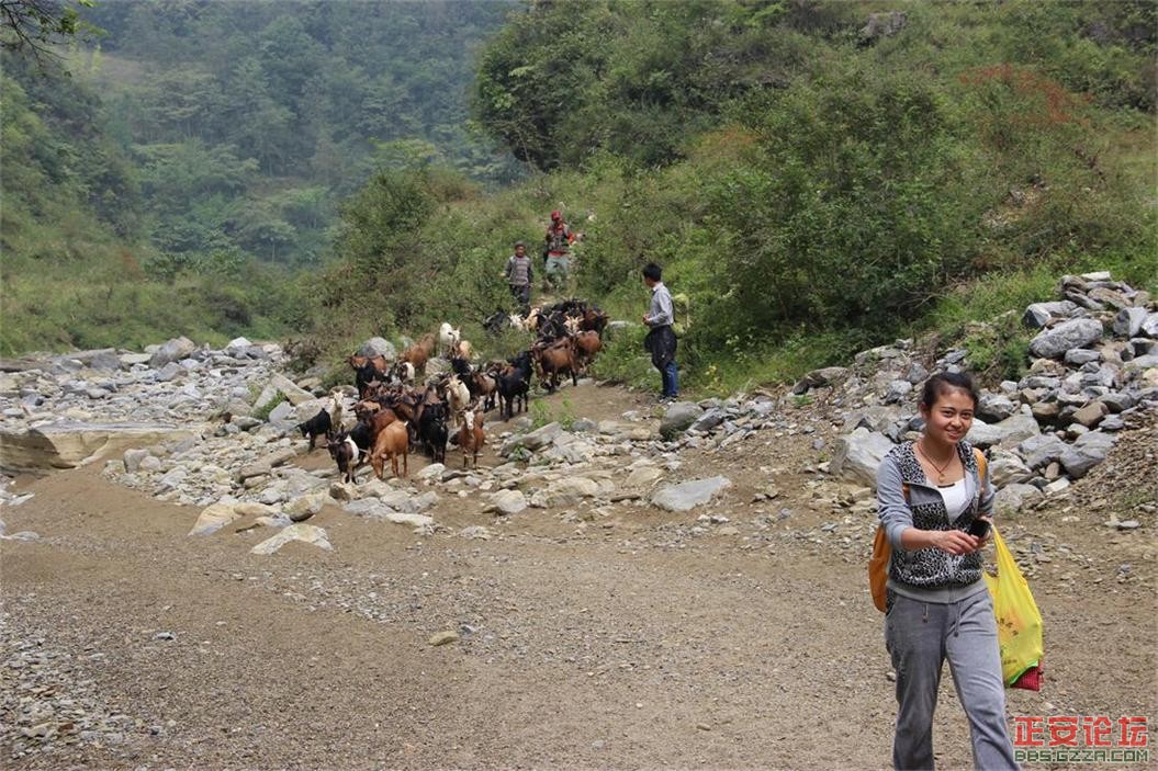峡谷美景游不尽，故事传奇讲不完——庙塘河麻沟游记（走遍正安第二十六期 ）插图59