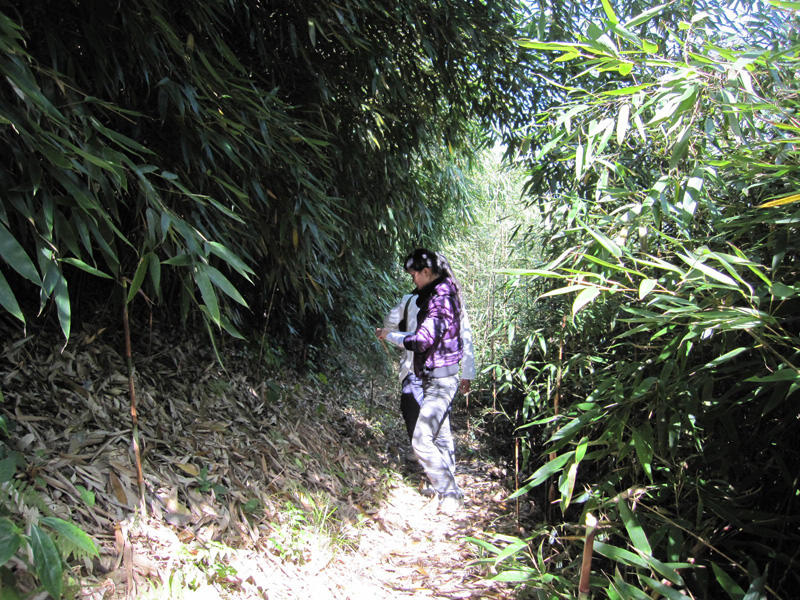 顶箐山风景独好，务本堂神韵依然——走遍正安活动第二十一期纪行插图69
