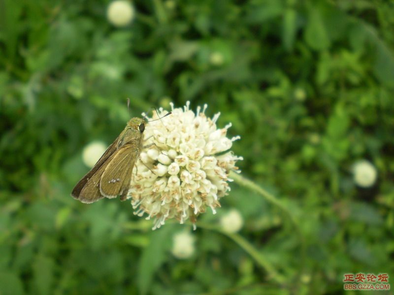 P9050122_缩小大小.JPG