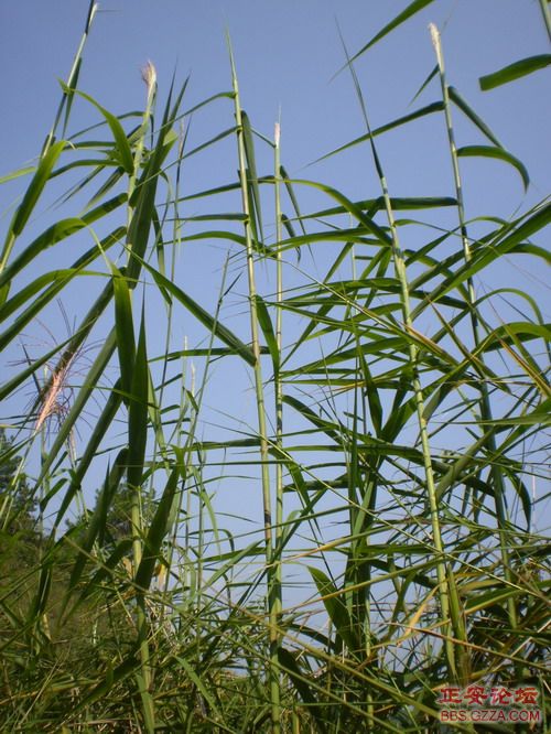 PA030015.JPG