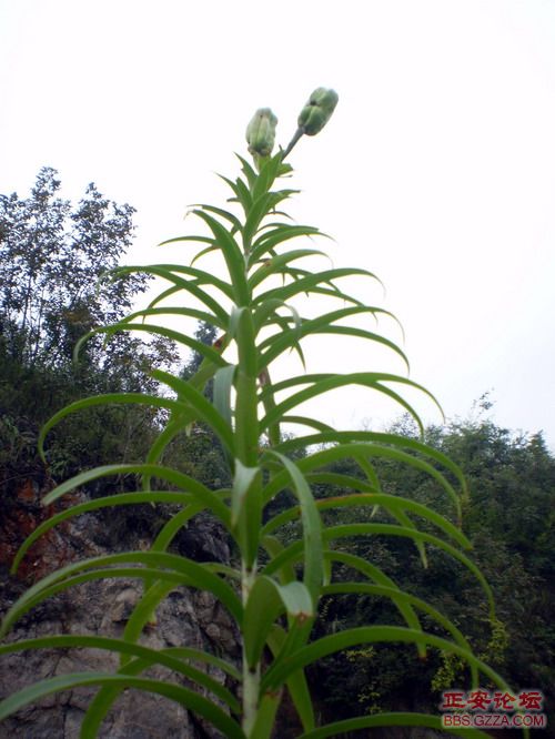 PA110090.JPG