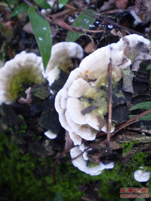 PA110030.JPG