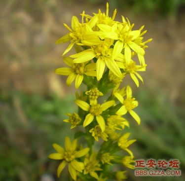 我活着，我行走——记“走遍正安”活动第三期插图53