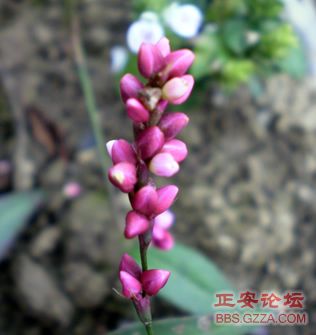 我活着，我行走——记“走遍正安”活动第三期插图58