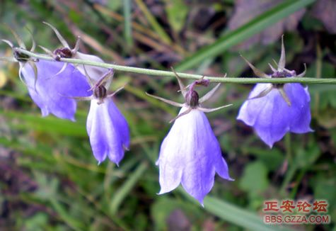 我活着，我行走——记“走遍正安”活动第三期插图59