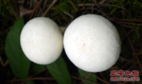我活着，我行走——记“走遍正安”活动第三期插图61