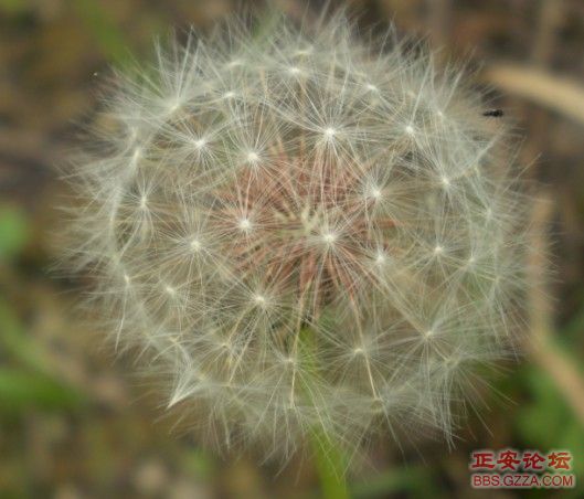 像老鹰一样自由飞翔——记“走遍正安”活动第四期插图41
