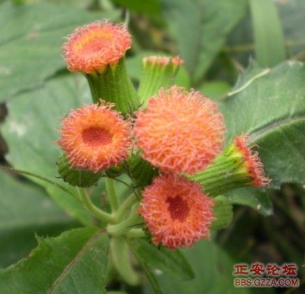 像老鹰一样自由飞翔——记“走遍正安”活动第四期插图42
