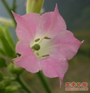 像老鹰一样自由飞翔——记“走遍正安”活动第四期插图40