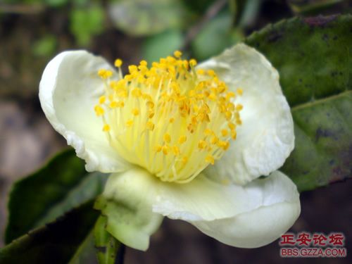 像老鹰一样自由飞翔——记“走遍正安”活动第四期插图29