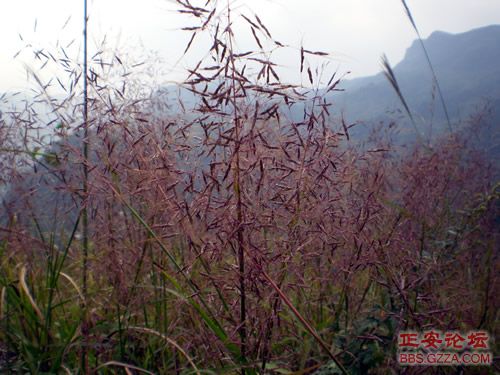 像老鹰一样自由飞翔——记“走遍正安”活动第四期插图13