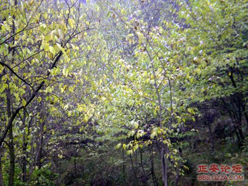 像老鹰一样自由飞翔——记“走遍正安”活动第四期插图7