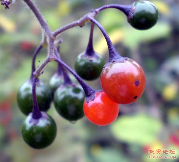 黑老山——记“走遍正安”活动第六期插图16