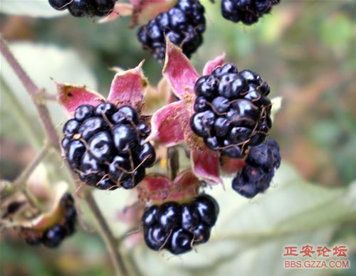 黑老山——记“走遍正安”活动第六期插图14