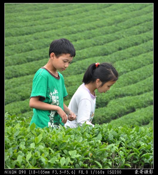 青山采不尽 茶香飘万里——桴焉茶场插图34