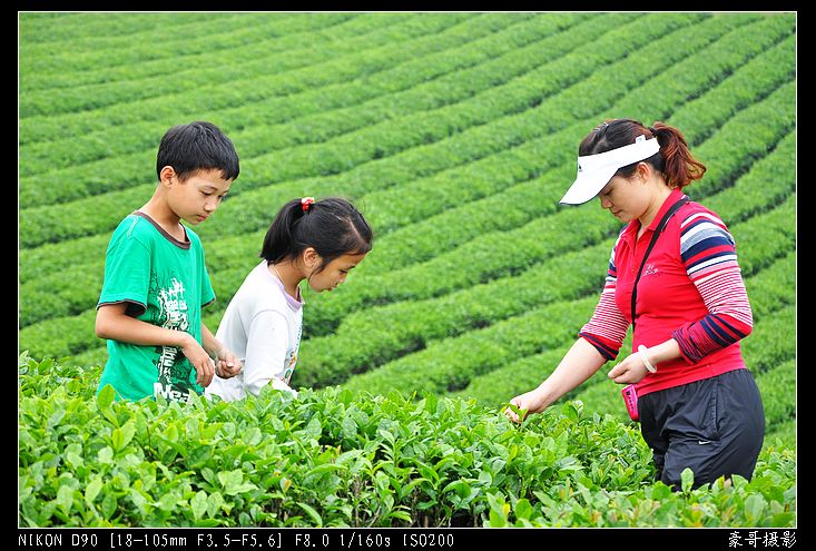 青山采不尽 茶香飘万里——桴焉茶场插图32
