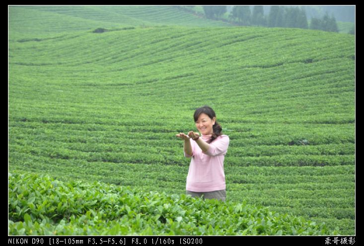 青山采不尽 茶香飘万里——桴焉茶场插图31