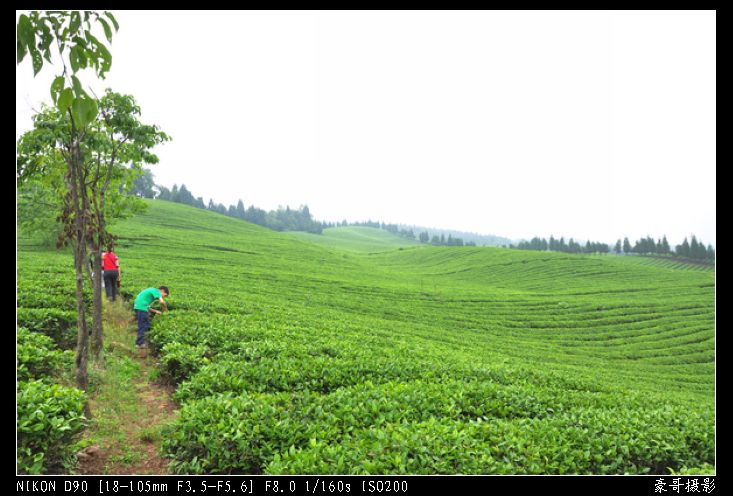 青山采不尽 茶香飘万里——桴焉茶场插图30