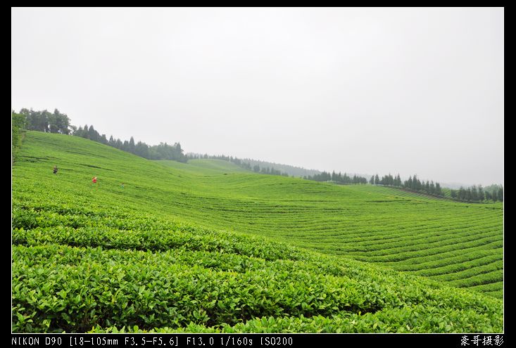 青山采不尽 茶香飘万里——桴焉茶场插图29