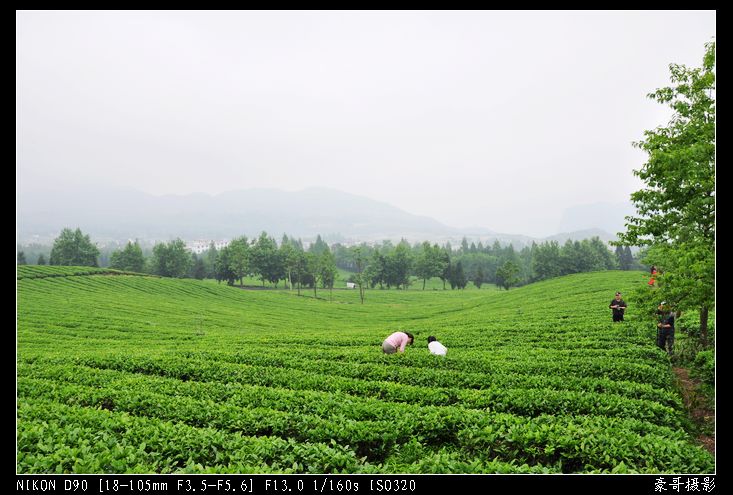 青山采不尽 茶香飘万里——桴焉茶场插图28