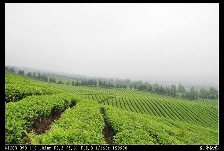 青山采不尽 茶香飘万里——桴焉茶场插图26