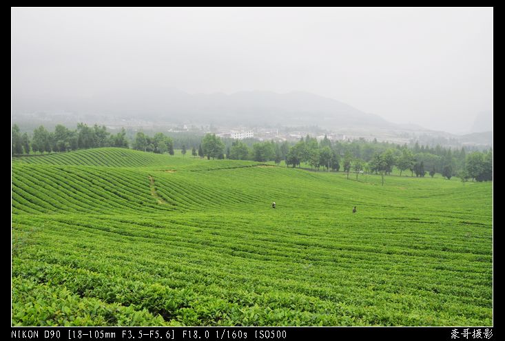 青山采不尽 茶香飘万里——桴焉茶场插图25