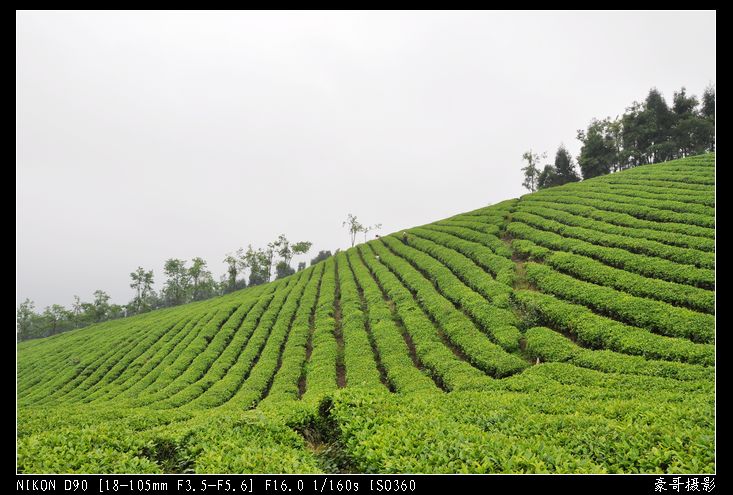 青山采不尽 茶香飘万里——桴焉茶场插图23