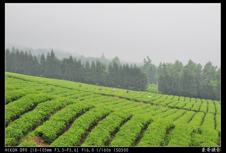 青山采不尽 茶香飘万里——桴焉茶场插图22
