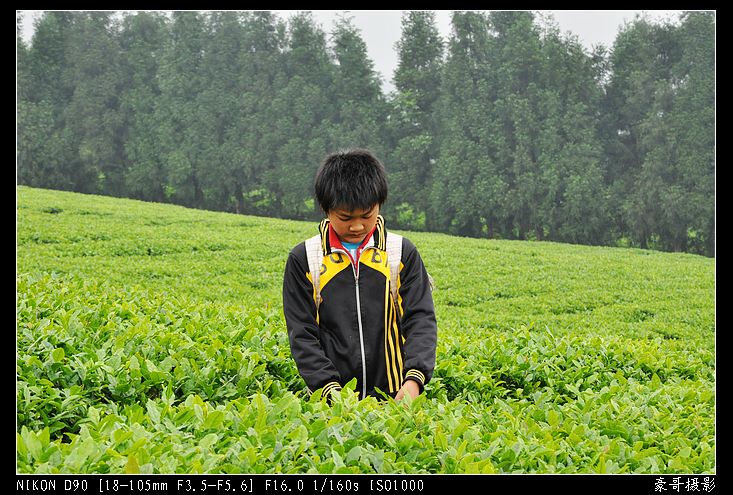 青山采不尽 茶香飘万里——桴焉茶场插图21