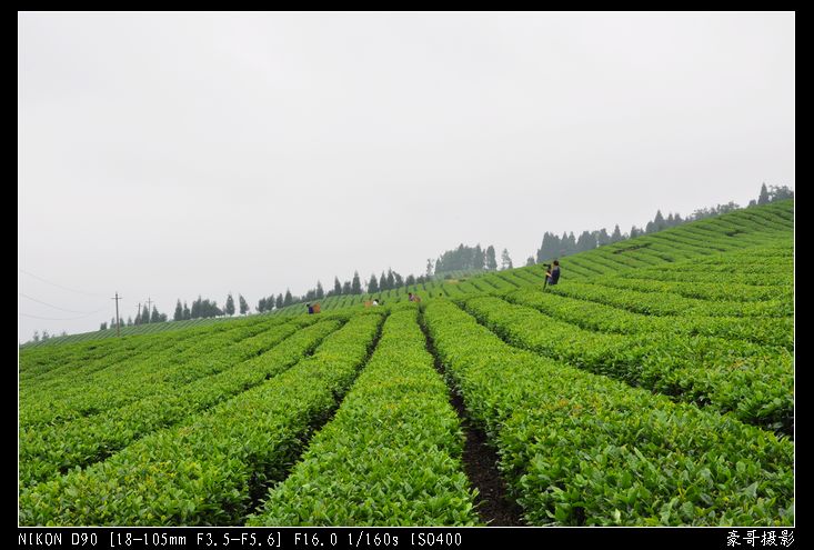 青山采不尽 茶香飘万里——桴焉茶场插图20
