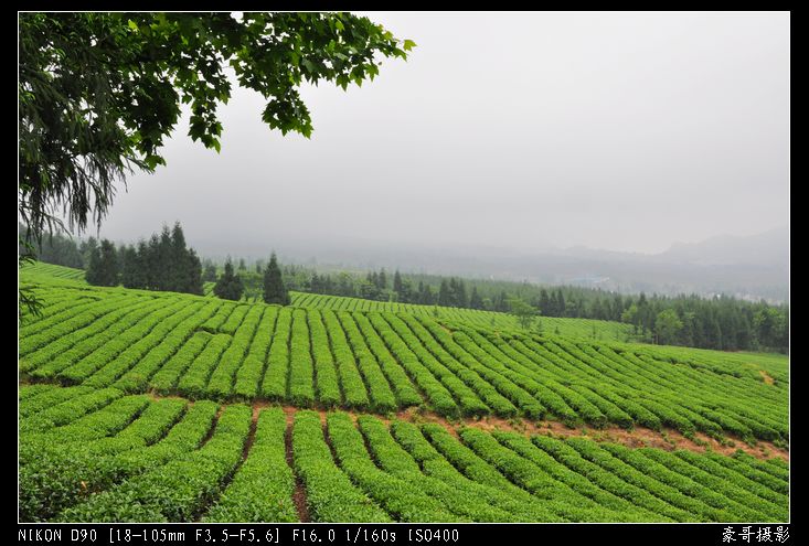 青山采不尽 茶香飘万里——桴焉茶场插图19