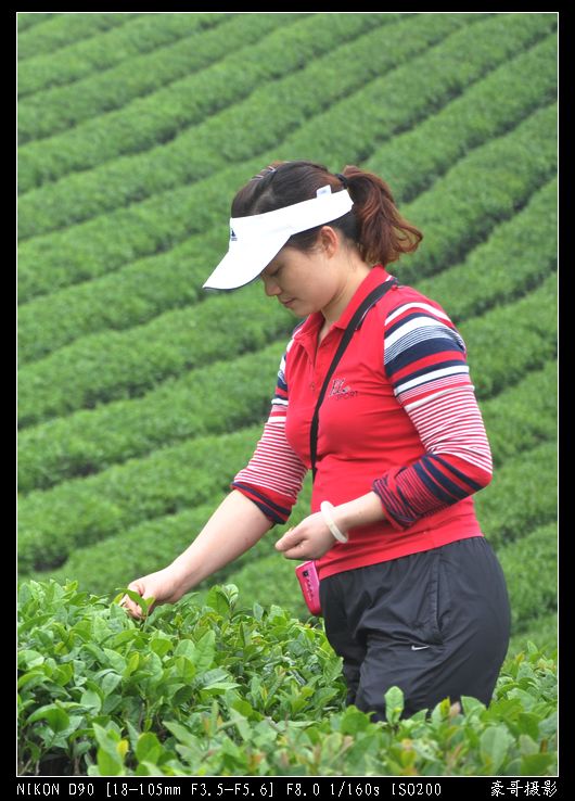 青山采不尽 茶香飘万里——桴焉茶场插图18