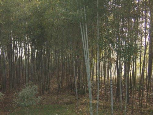 碧峰湾丘小学公益行插图14